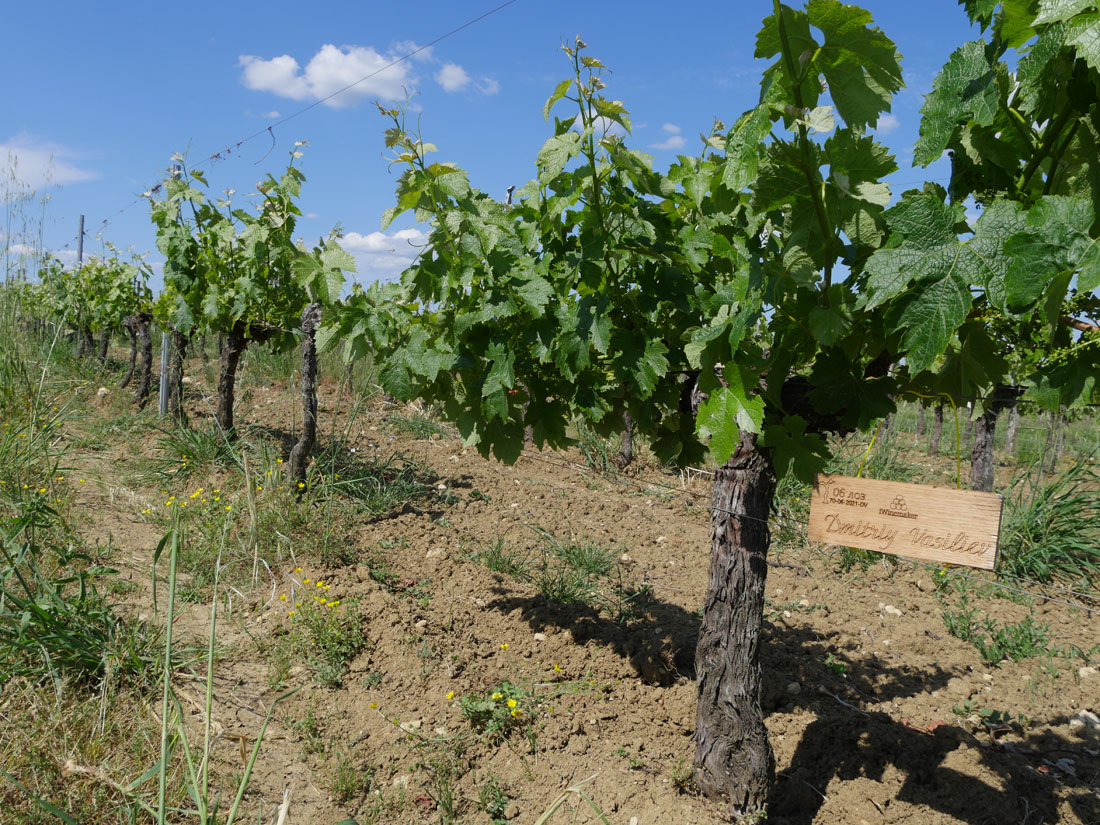 Виноградник на урожай